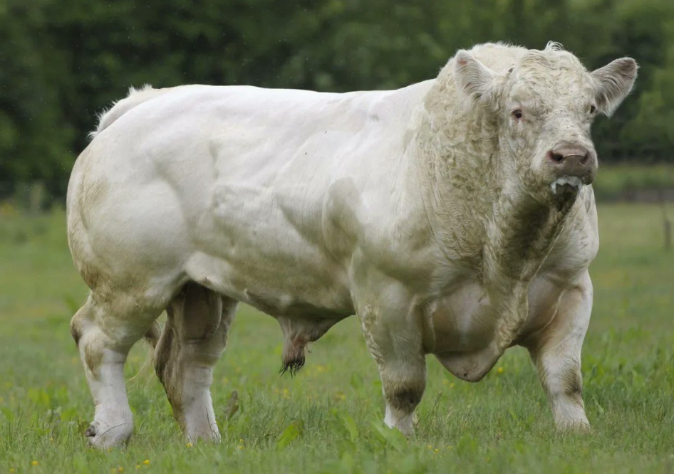 Toro charolais de alta calidad