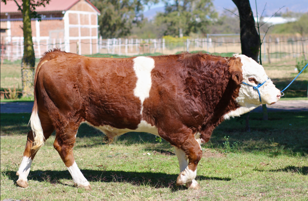 Becerro Simmental de Registro