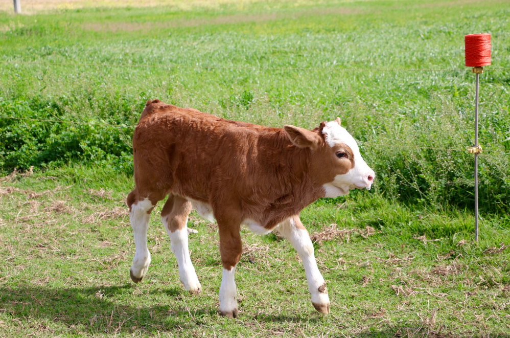 Becerro Simmental de Registro