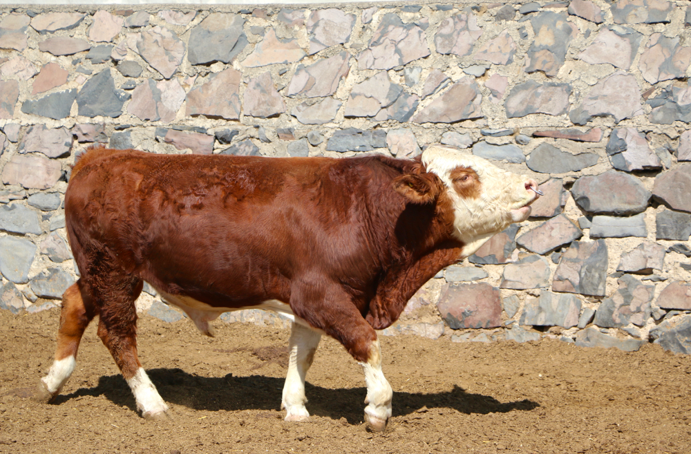 Becerro Simmental de Registro