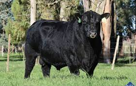 Toro Angus Negro