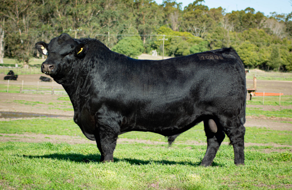 Toro Angus Negro