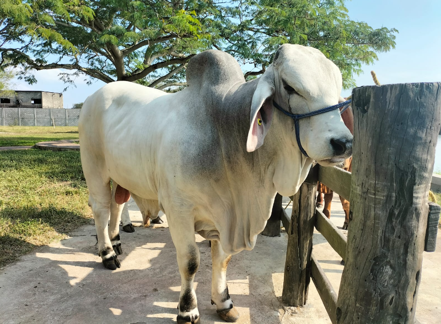 Toro Cebú de Alta Calidad