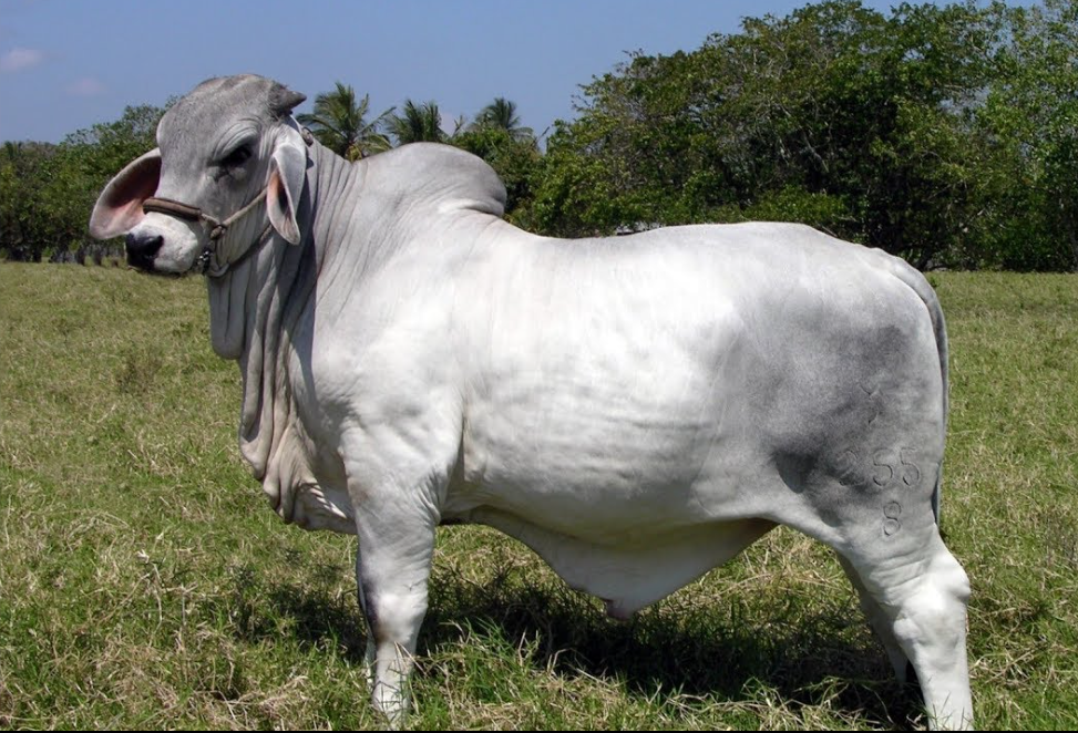 Toro Cebú de Alta Calidad