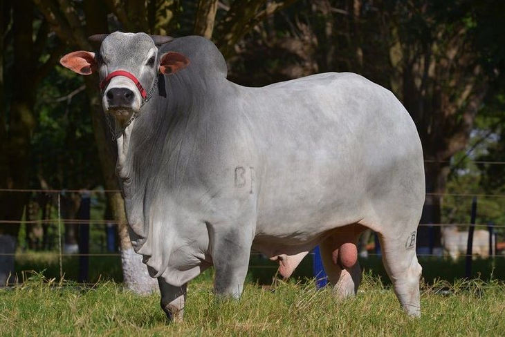 Toro Cebú de Alta Calidad