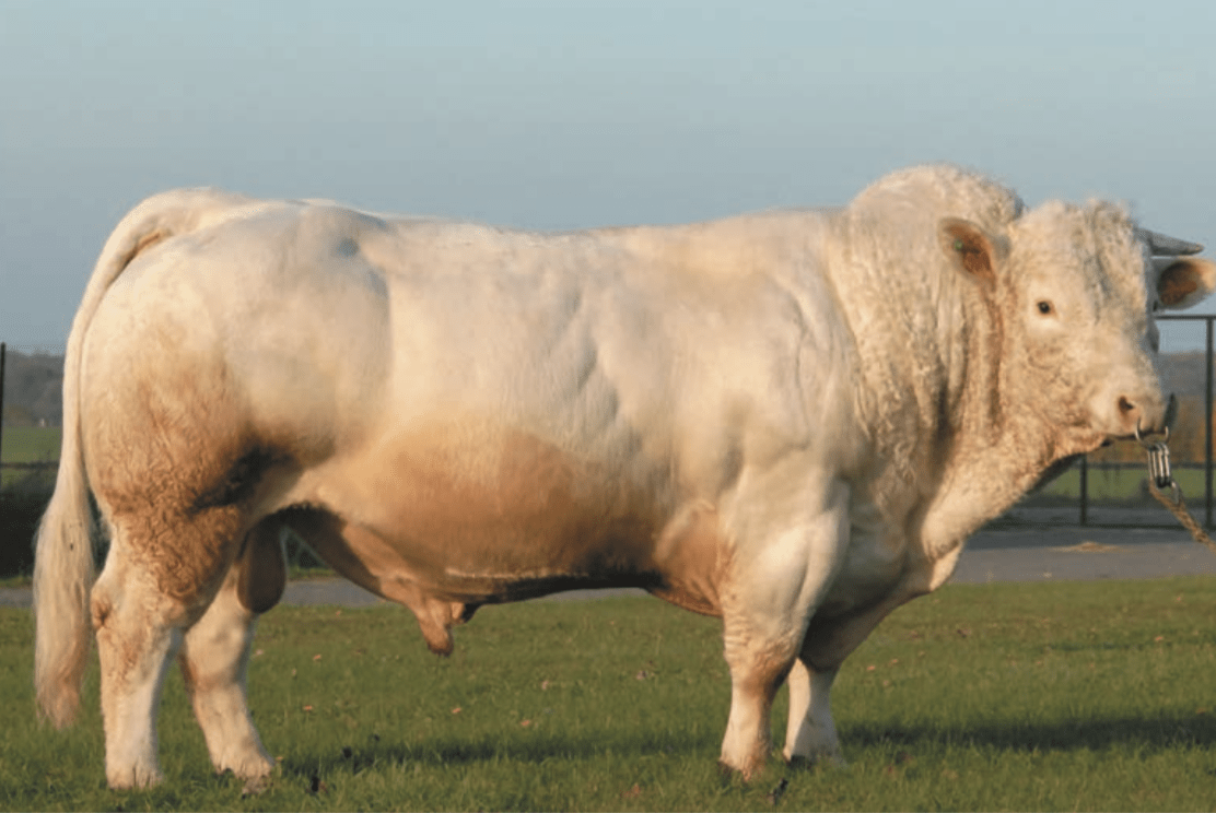 Toro Charolais de Alta Calidad