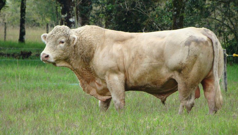 Toro Charolais de Alta Calidad