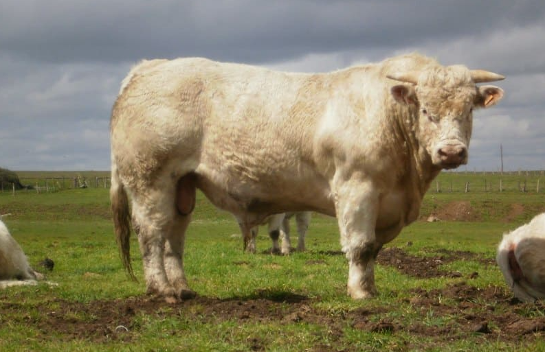 Toro Charolais de Alta Calidad