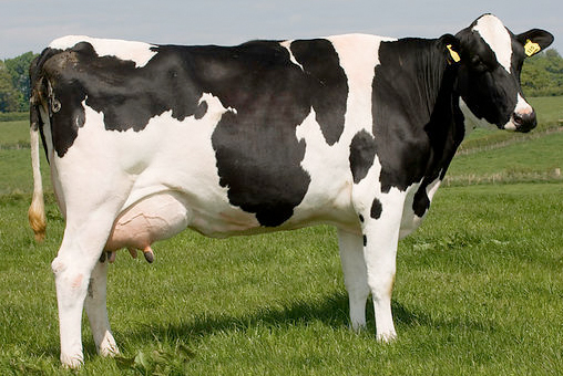 Vaca Holstein de Leche